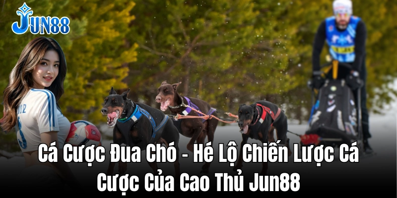 Mẹo quan trọng giúp bạn cược đua chó thắng lớn